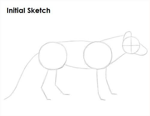 Draw Tasmanian Tiger Sketch
