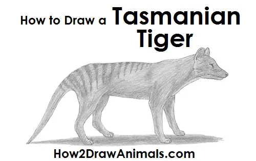 How to Draw a Tasmanian Tiger