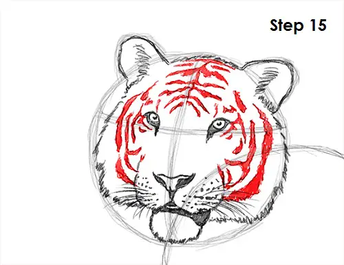 Draw Tiger 15