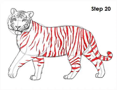 One single line drawing wild sumatra tiger Vector Image