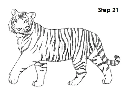 Premium Vector | Tiger standing and looking into the distance hand drawn  engraving style sketch vector illustration.