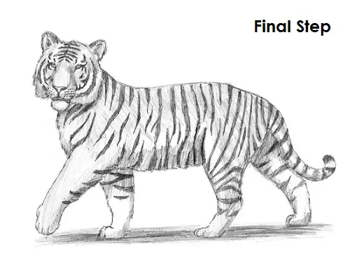 Draw Tiger Last