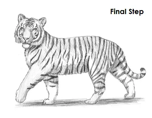 Drawing Tiger  Smail Jr