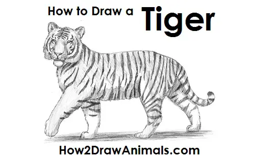 25 Easy Tiger Drawing Ideas  How to Draw a Tiger  Blitsy