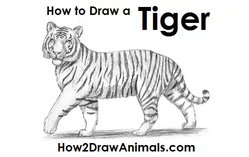 siberian tiger drawing