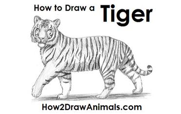 How to Draw a Tiger VIDEO & Step-by-Step Pictures