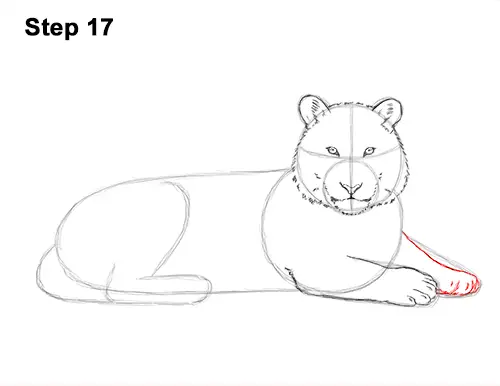 How to Draw a Tiger Laying Lying Down 17