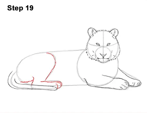 How to Draw a Tiger Laying Lying Down 19