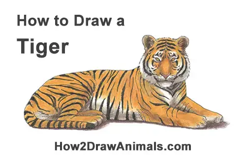 easy roaring tiger drawing