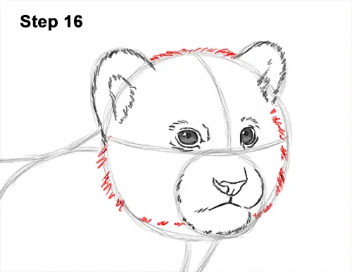 How to Draw a Cute Baby Tiger Cub 16