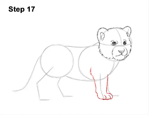 How to Draw a Cute Baby Tiger Cub 17