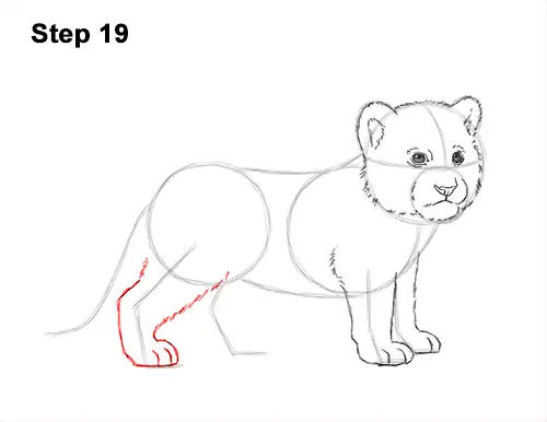 How to Draw a Cute Baby Tiger Cub 19