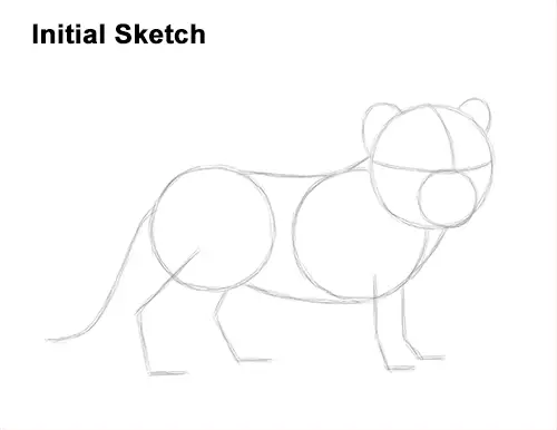 How to Draw a Cute Baby Tiger Cub Guide Lines