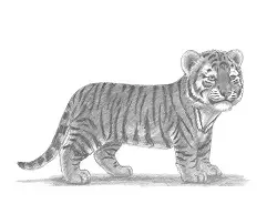 How to Draw a Baby Tiger Cub