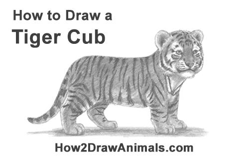 how to draw a cute baby tiger