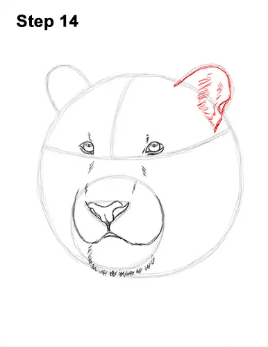 How to Draw a Tiger Head Portrait Face 14