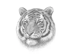 How to Draw a Tiger VIDEO & Step-by-Step Pictures