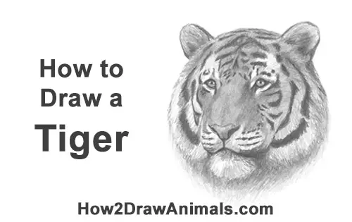 How to Draw a Tiger Head Portrait Face