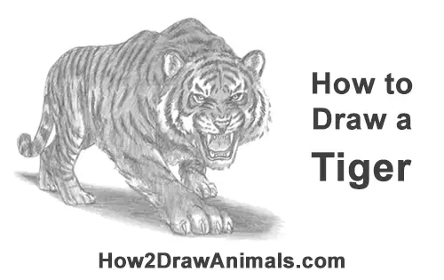 Tiger Pencil Drawing By Alex Mcknight | absolutearts.com