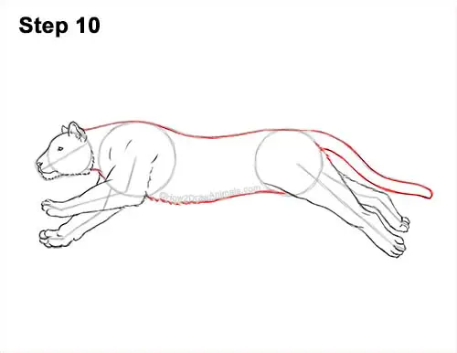 How to Draw a Tiger Running Side View 10