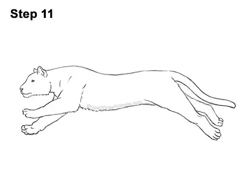 How to Draw a Tiger Running Side View 11