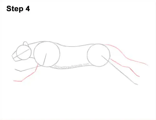 How to Draw a Tiger Running Side View 4