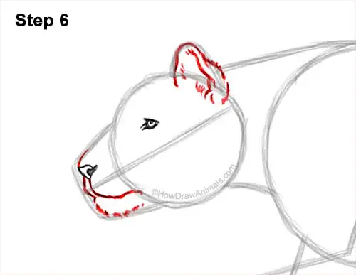 How to Draw a Tiger Running Side View 6