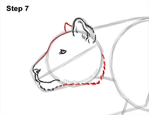 How to Draw a Tiger Running Side View 7