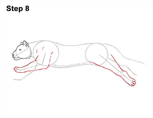 How to Draw a Tiger Running Side View 8