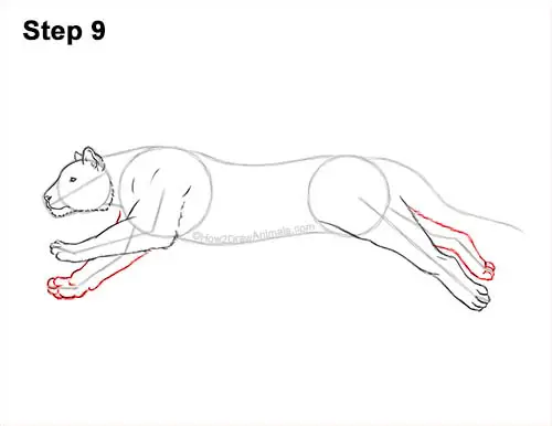 How to Draw a Tiger Running Side View 9