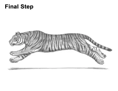 How to Draw a Tiger Running Side View