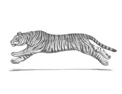 How to Draw a Tiger Running Side View