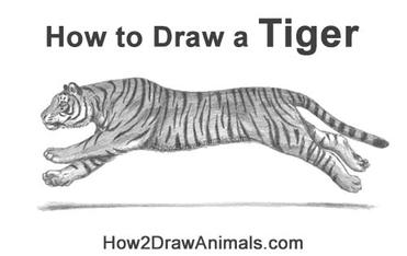 running tiger drawing