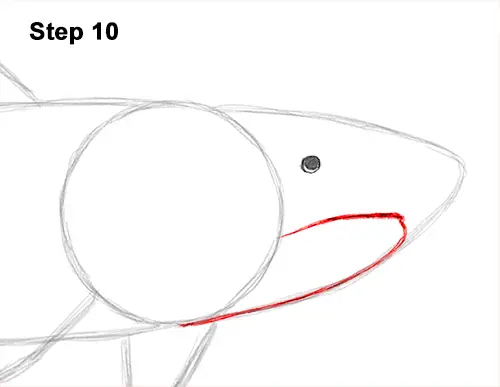 How to Draw Tiger Shark Swimming 10