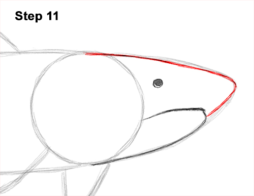 How to Draw Tiger Shark Swimming 11