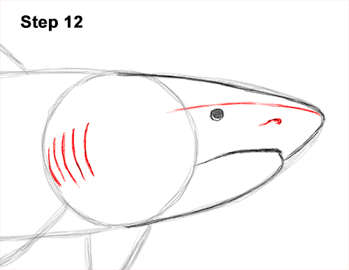 How to Draw Tiger Shark Swimming 12