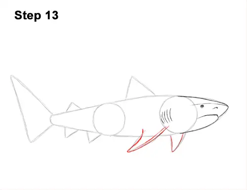 How to Draw Tiger Shark Swimming 13