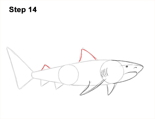 How to Draw Tiger Shark Swimming 14
