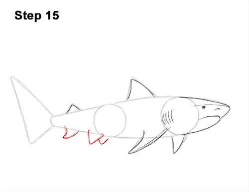 How to Draw Tiger Shark Swimming 15