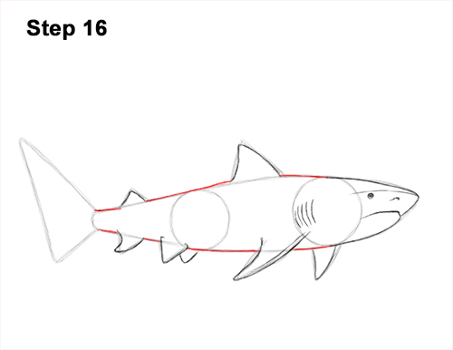 How to Draw Tiger Shark Swimming 16