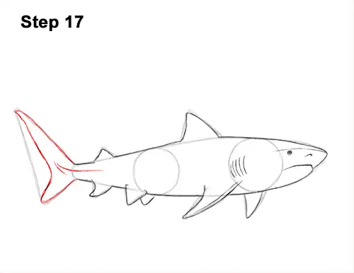 How to Draw Tiger Shark Swimming 17