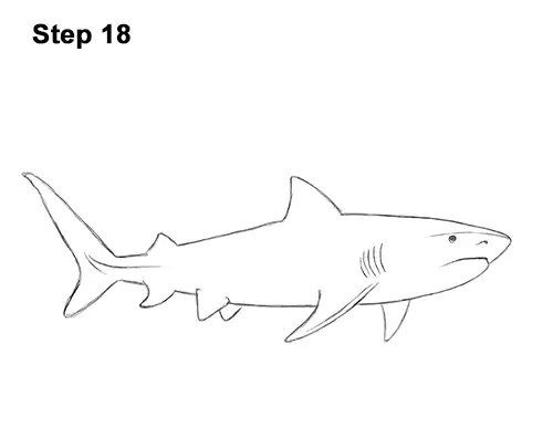 How to Draw Tiger Shark Swimming 18