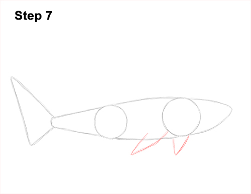 How to Draw Tiger Shark Swimming 7
