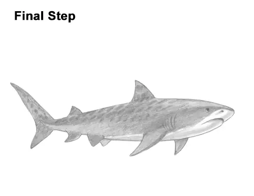 How to Draw Tiger Shark Swimming