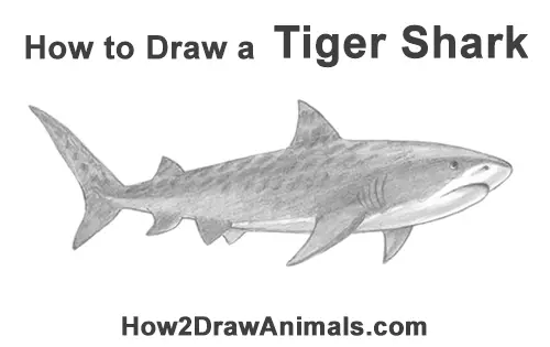 How to Draw Tiger Shark Swimming