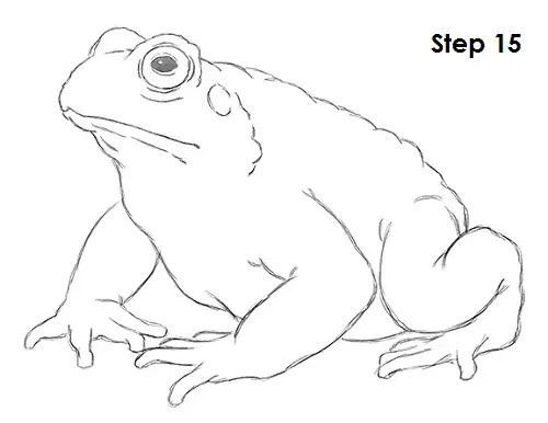 5300 Toads Drawings Stock Photos Pictures  RoyaltyFree Images  iStock