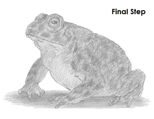 Draw Toad Last