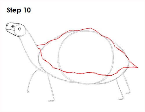 Draw Tortoise 10
