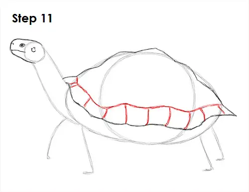 Draw Tortoise 11