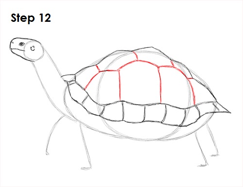 Draw Tortoise 12
